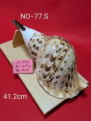 2026年最新】法螺貝 和楽器の人気アイテム - メルカリ