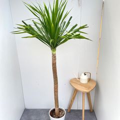 aloifolia 