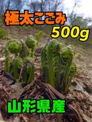 【4月中旬ごろ発送予定】山形県産⭐︎極太こごみ⭐︎500g