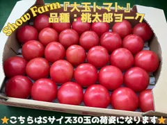 【❄️クール便発送❄️】【北海道の方は必ずこちらをご選択ください‼︎】Show Farm『大玉トマト』（桃太郎トマト、サイズ:Sサイズ（1玉約110g×30玉）Mサイズ（1玉約150g×24玉）Lサイズ（1玉約200g×20玉）内容量:3.5〜4.0kg）