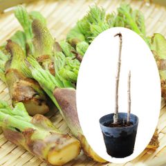 ハ*ル様 タケノコ(ネマガリダケ、姫竹)皮むき機【手動・丸洗い可