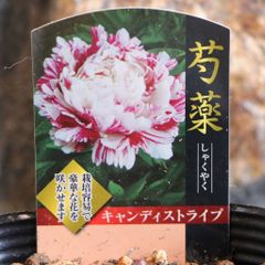 山野草（ボタン科） 紅花ヤマシャクヤク～火の鳥 4～5年株 - メルカリ