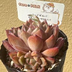 極上株 farmPALKさん苗 命名株 茜小鶴 札付き 花芽付き 多肉植物