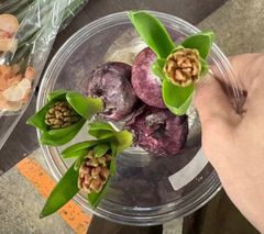 ohanaプロフ必読 - メルカリShops