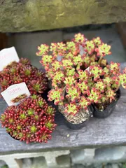 ももんちゃ様専用　ご注文おまとめセット