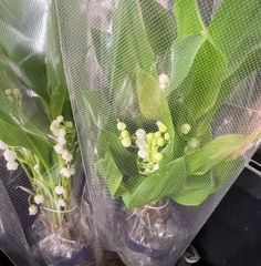 ohanaプロフ必読 - メルカリShops