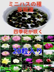 2026年最新】ハスの実 ちりめんの人気アイテム - メルカリ