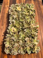 新入荷　ポルシェ　鮮やかな50苗セット　土と根付き　多肉植物　エケベリア　セダム　韓国苗　詰め合わせ　寄せ植え　X597