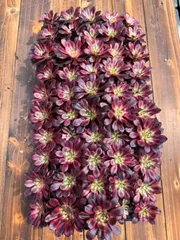 新入荷　リーナ　鮮やかな50苗セット　土と根付き　多肉植物　エケベリア　セダム　韓国苗　詰め合わせ　寄せ植え　X600