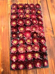 新入荷　レッドカッパー　鮮やかな50苗セット　土と根付き　多肉植物　エケベリア　セダム　韓国苗　詰め合わせ　寄せ植え　X603