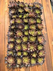 新入荷　リョウヒメ　鮮やかな50苗セット　土と根付き　多肉植物　エケベリア　セダム　韓国苗　詰め合わせ　寄せ植え　X604