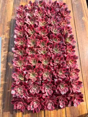 新入荷　ピンクワーデビル　鮮やかな50苗セット　土と根付き　多肉植物　エケベリア　セダム　韓国苗　詰め合わせ　寄せ植え　X595