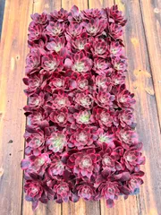 新入荷　ピンクレディ　鮮やかな50苗セット　土と根付き　多肉植物　エケベリア　セダム　韓国苗　詰め合わせ　寄せ植え　X607