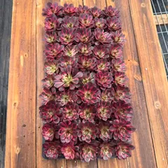 新入荷　ナフク　鮮やかな50苗セット　土と根付き　多肉植物　エケベリア　セダム　韓国苗　詰め合わせ　寄せ植え　X608