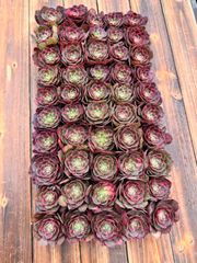 チャンヒー農場◎ルナ◎多肉植物 カット苗 輸入苗 エケベリア等 - メルカリ