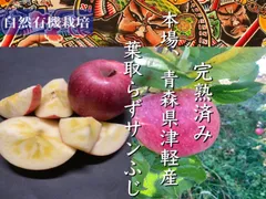 年間美味しい青森県産りんご🍎【春りんご】専用冷蔵庫から出荷◎3キロ家庭用
