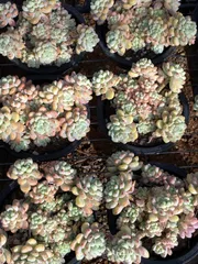 新入荷　8株の抜き苗セット　ラウル　多肉植物　佐川急便発送　エケベリア　セダム　韓国苗　Z94