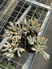 新入荷　50株の抜き苗セット　ボウヨウフクムスメニシキ　多肉植物　佐川急便発送　エケベリア　セダム　韓国苗　Z776