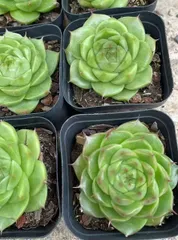 新入荷　50株の抜き苗セット　グレンジ　多肉植物　佐川急便発送　エケベリア　セダム　韓国苗　Z964