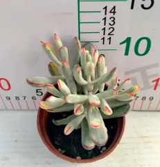 新入荷　18株の抜き苗セット　ボウヨウフクムスメニシキ　多肉植物　佐川急便発送　エケベリア　セダム　韓国苗　Z3100