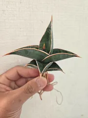 2026年最新】サンスベリア ピングイキュラの人気アイテム - メルカリ