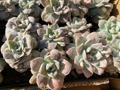 エケベリア 寄せ植え（鉢ごと発送） - メルカリ