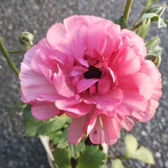 2026年最新】ラナンキュラス イカロスの人気アイテム - メルカリ