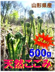 【事前予約】 ⭐︎訳あり⭐︎自慢の天然こごみ  500g⭐︎春⭐︎山菜⭐︎こごめ