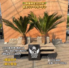 限定株】フェニックス・ロベレニー? 2本立ち 希少な極太幹✨ 葉先約 