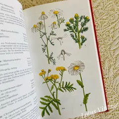 2026年最新】植物図鑑 洋書の人気アイテム - メルカリ