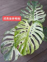 モンステラデリシオーサバルバソウルMonstera Bulbasaur - メルカリ