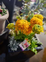 春を呼ぶ🌸ラナンキュラス寄せ植え例　鉢込♡　ポンポン　ユーカリ　レウコフィラム