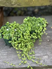 グリーンネックレス　2つ