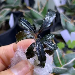 2026年最新】ブセファランドラ クダガンの人気アイテム - メルカリ