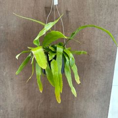 ディソカクタス・アマゾニクス（Disocactus amazonicus - メルカリ