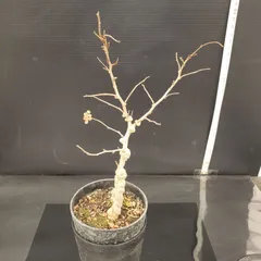 2026年最新】オペルクリカリア ベアルートの人気アイテム - メルカリ