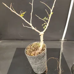 2026年最新】オペルクリカリア ベアルートの人気アイテム - メルカリ