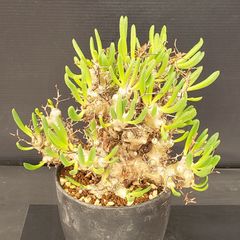 S277【自社養生株】チレコドン レティキュラータス 万物想（現地球・発