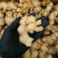 千葉県産 近江生姜 種生姜 1kg 大生姜 - メルカリ