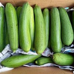へちま（ナーベーラー）10キロ　沖縄野菜 食用ヘチマのサムネイル