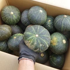 長崎県産かぼちゃ【くり将軍】 5個 約10kg - メルカリ