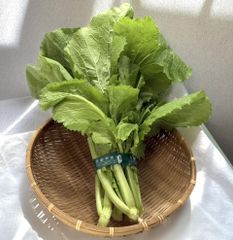 極上天然 ウドブキ 300g ボンナ 信州北アルプス産 くわだい ボウナ