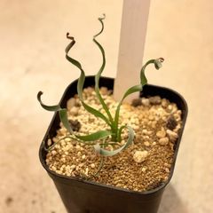 ⬛️速達 Darlingtonia ダーリングトニア 食虫植物 - メルカリ