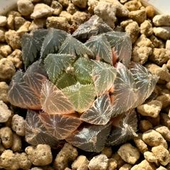 16a 多肉植物 ハオルチア 霊鷲山万象錦 自家繁殖 鉢植え発送 - メルカリ