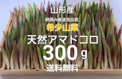 山形総本家 産直フルーツと天然山菜の直販 - メルカリShops