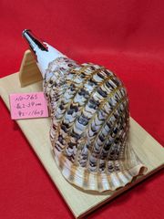 日本最大級46㎝特大肉厚修験道法螺貝　山伏　密教　魔除け　ほら貝　ホラガイ 日本最大級46㎝特大肉厚修験道法螺貝 山伏 密教 魔除け ほら貝