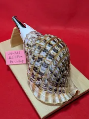 2026年最新】法螺貝 和楽器の人気アイテム - メルカリ
