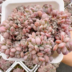 新入荷 ピンクジェニーツイカ×15株 Z3750抜き苗 多肉植物　詰め合わせ アエオニウム エケベリア サボテン 韓国苗
