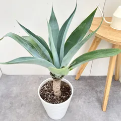 2026年最新】ボーチンブルーの人気アイテム - メルカリ