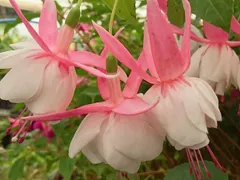 【 naさん専用 】フクシア　ナンシールー 等　3株